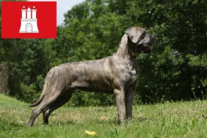 Read more about the article Hamburg’da Cane Corso Italiano yetiştiricileri ve köpek yavruları