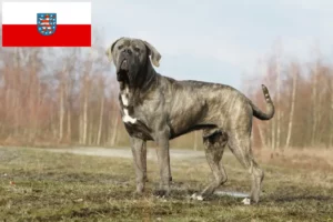 Read more about the article Thüringen’de Cane Corso Italiano yetiştiricileri ve köpek yavruları