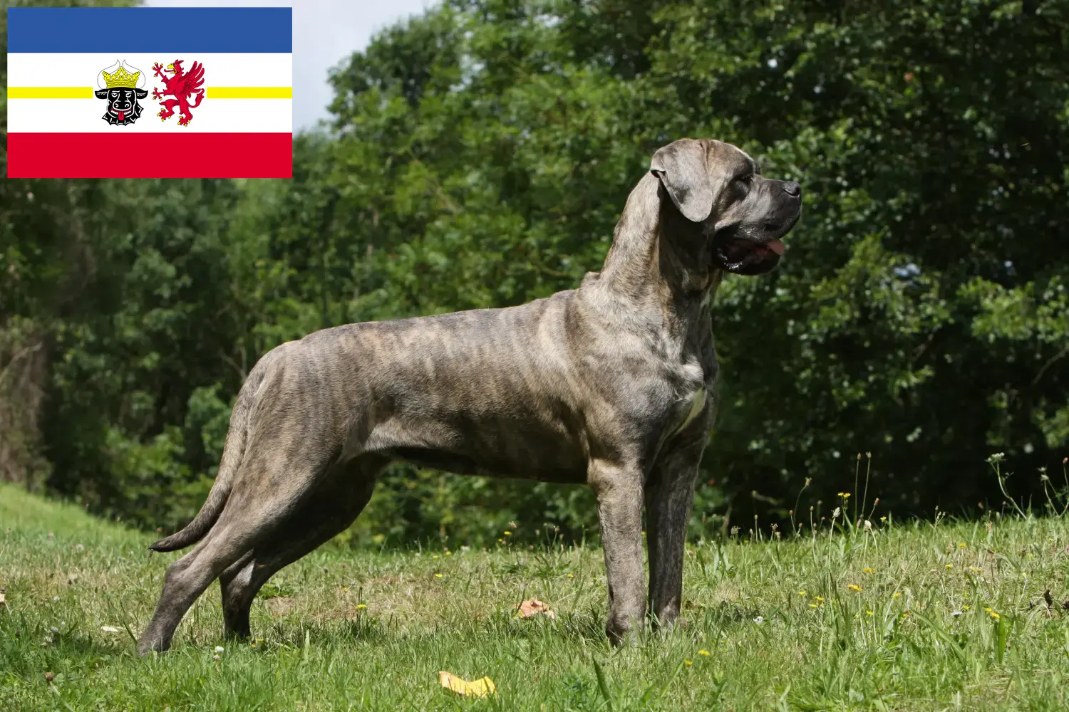 Read more about the article Mecklenburg-Vorpommern’de Cane Corso Italiano yetiştiricileri ve köpek yavruları