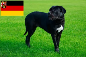 Read more about the article Rheinland-Pfalz’da Cane Corso Italiano yetiştiricileri ve köpek yavruları