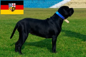 Read more about the article Saarland’da Cane Corso Italiano yetiştiricileri ve köpek yavruları