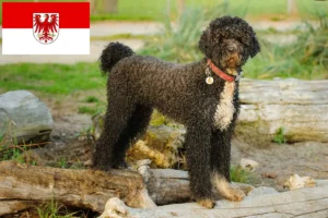 Read more about the article Brandenburg’da Cão de Agua português yetiştiricileri ve köpek yavruları