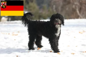 Read more about the article Rheinland-Pfalz’da Cão de Agua português yetiştiricileri ve köpek yavruları