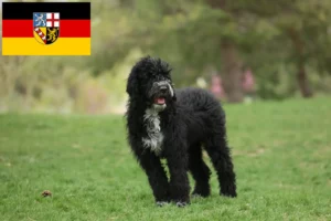 Read more about the article Saarland’da Cão de Agua português yetiştiricileri ve köpek yavruları