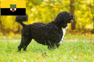 Read more about the article Saksonya-Anhalt’da Cão de Agua português yetiştiricileri ve köpek yavruları