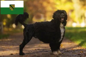 Read more about the article Saksonya’da Cão de Agua português yetiştiricileri ve köpek yavruları