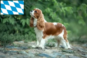 Read more about the article Bavyera’da Cavalier King Charles Spaniel yetiştiricileri ve köpek yavruları