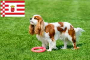 Read more about the article Bremen’de Cavalier King Charles Spaniel yetiştiricileri ve köpek yavruları