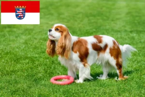 Read more about the article Hessen’de Cavalier King Charles Spaniel yetiştiricileri ve köpek yavruları