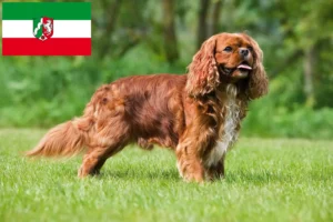 Read more about the article Kuzey Ren-Vestfalya’da Cavalier King Charles Spaniel yetiştiricileri ve köpek yavruları