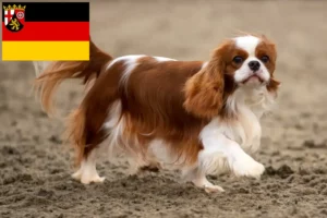 Read more about the article Rhineland-Palatinate’de Cavalier King Charles Spaniel yetiştiricileri ve köpek yavruları