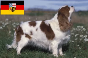 Read more about the article Saarland’da Cavalier King Charles Spaniel yetiştiricileri ve köpek yavruları