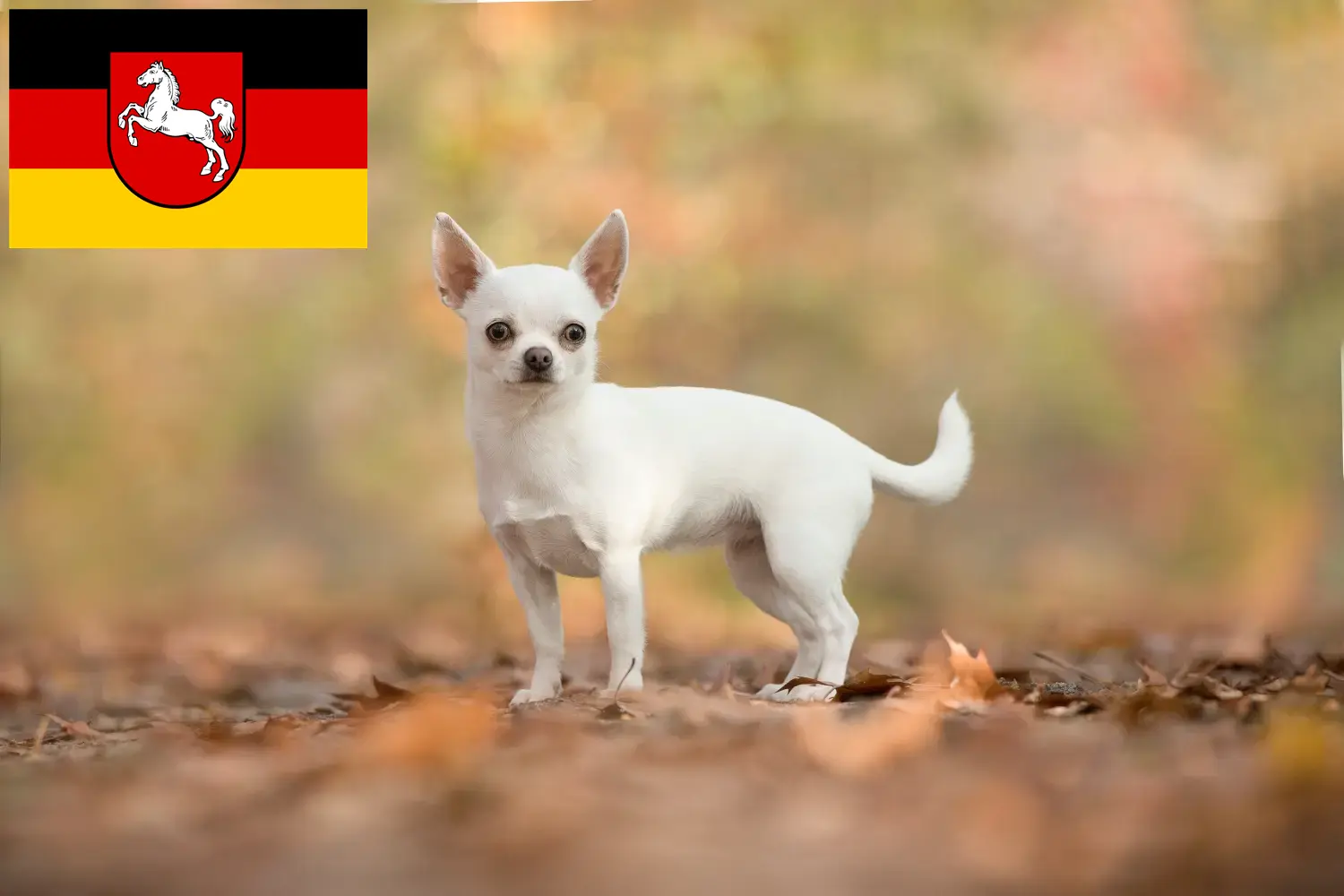 Chihuahua yavruları ve yetiştiricileri Aşağı Saksonya Burada Aşağı Saksonya'daki Chihuahua yetiştiricilerini bulabilirsiniz.