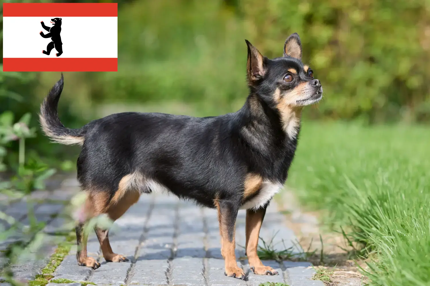 Read more about the article Berlin’de Chihuahua yetiştiricileri ve köpek yavruları