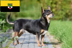 Read more about the article Saxony-Anhalt’da Chihuahua yetiştiricileri ve köpek yavruları