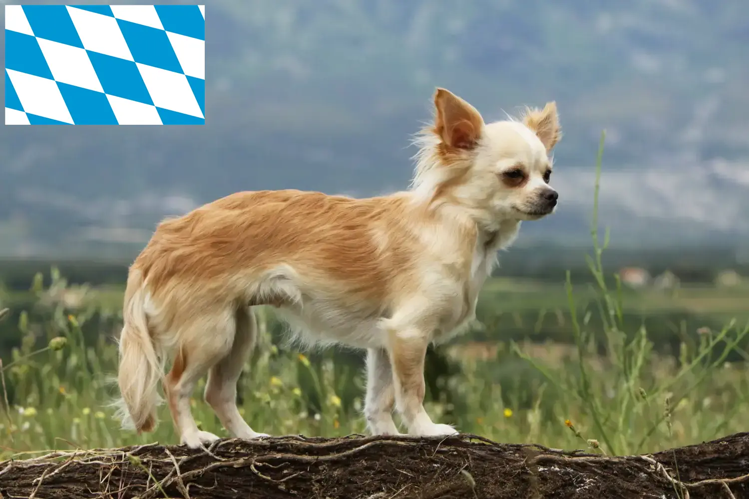 Chihuahua yavruları ve yetiştiricileri Bavyera Burada Bavyera'daki Chihuahua yetiştiricilerini bulabilirsiniz.