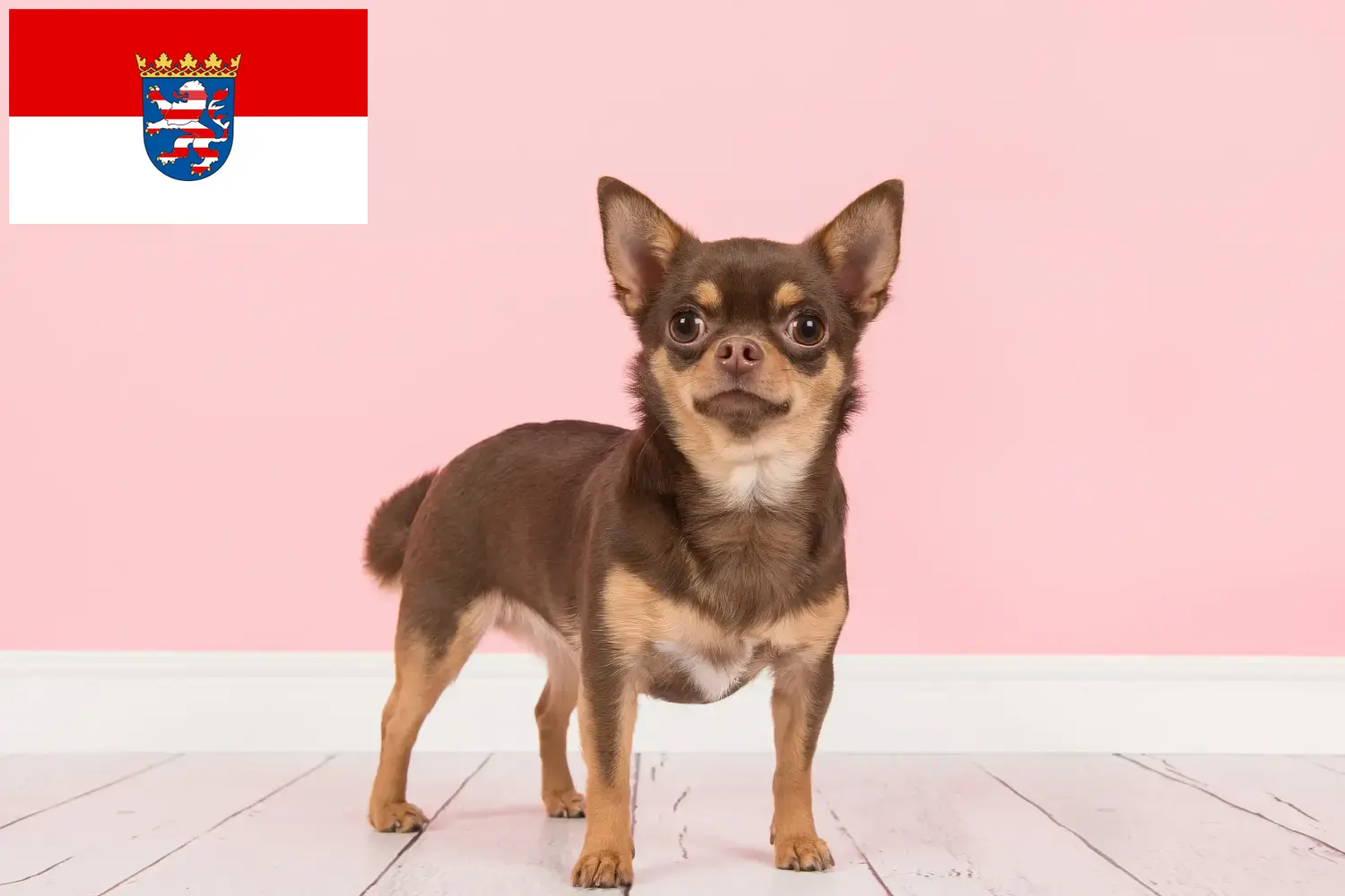 Read more about the article Hessen’de Chihuahua yetiştiricileri ve köpek yavruları