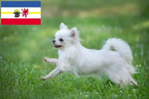Read more about the article Mecklenburg-Vorpommern’de Chihuahua yetiştiricileri ve köpek yavruları