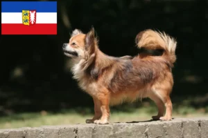 Read more about the article Schleswig-Holstein’da Chihuahua yetiştiricileri ve köpek yavruları