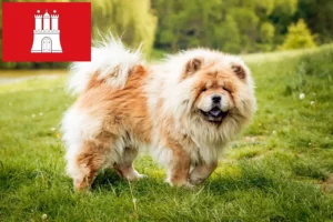 Read more about the article Hamburg’da Chow-Chow yetiştiricileri ve köpek yavruları
