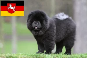 Read more about the article Aşağı Saksonya’da Chow-Chow yetiştiricileri ve köpek yavruları