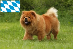 Read more about the article Bavyera’da Chow-Chow yetiştiricileri ve köpek yavruları