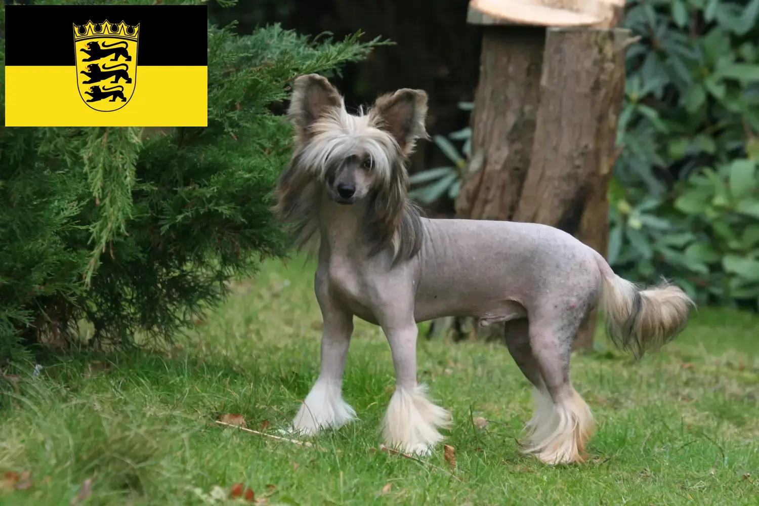 Read more about the article Baden-Württemberg’deki Çin Tepeli Köpeği yetiştiricileri ve yavruları