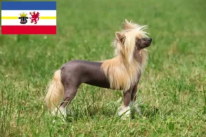 Read more about the article Mecklenburg-Vorpommern’deki Çin Tepeli Köpeği yetiştiricileri ve yavruları