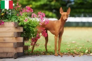 Read more about the article İtalya’da Cirneco dell’ Etna yetiştiricileri ve köpek yavruları