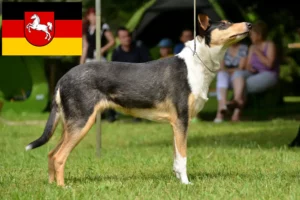 Read more about the article Aşağı Saksonya’daki Collie yetiştiricileri ve köpek yavruları