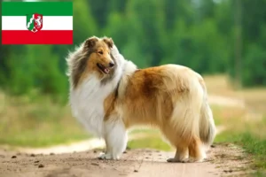 Read more about the article Kuzey Ren-Vestfalya’da Collie yetiştiricileri ve köpek yavruları