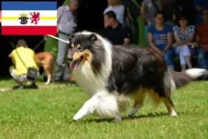 Read more about the article Mecklenburg-Vorpommern’de Collie yetiştiricileri ve köpek yavruları