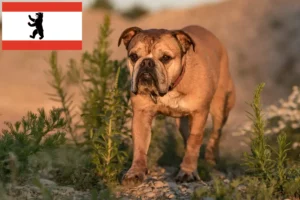 Read more about the article Berlin’de Continental Bulldog yetiştiricileri ve köpek yavruları