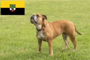 Read more about the article Saksonya-Anhalt’da Continental Bulldog yetiştiricileri ve köpek yavruları