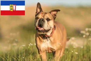 Read more about the article Schleswig-Holstein’da Continental Bulldog yetiştiricileri ve köpek yavruları