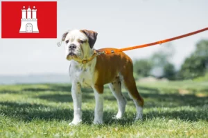 Read more about the article Hamburg’da Continental Bulldog yetiştiricileri ve köpek yavruları