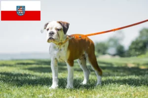 Read more about the article Thüringen’de Continental Bulldog yetiştiricileri ve köpek yavruları