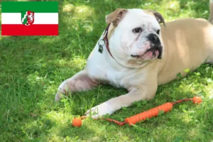 Read more about the article Kuzey Ren-Vestfalya’da Continental Bulldog yetiştiricileri ve köpek yavruları