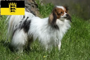 Read more about the article Baden-Württemberg’de Continental Dwarf Spaniel yetiştiricileri ve köpek yavruları