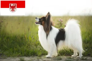 Read more about the article Brandenburg’da Continental Dwarf Spaniel Yetiştiricisi ve Yavru Köpekler