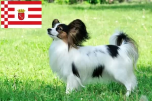 Read more about the article Bremen’de Continental Dwarf Spaniel yetiştiricisi ve köpek yavruları