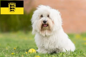 Read more about the article Baden-Württemberg’de Coton de Tuléar yetiştiricileri ve köpek yavruları