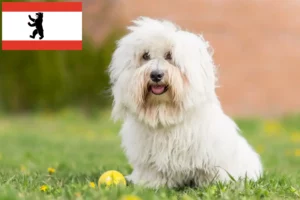 Read more about the article Berlin’de Coton de Tuléar yetiştiricileri ve köpek yavruları