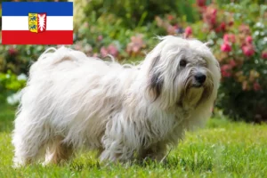 Read more about the article Schleswig-Holstein’da Coton de Tuléar yetiştiricileri ve köpek yavruları