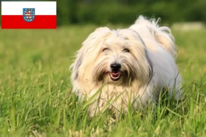 Read more about the article Thüringen’deki Coton de Tuléar yetiştiricileri ve köpek yavruları
