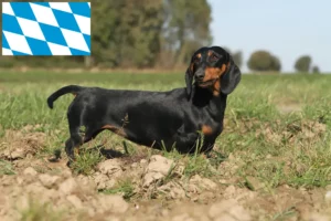 Read more about the article Bavyera’da Dachshund yetiştiricileri ve köpek yavruları