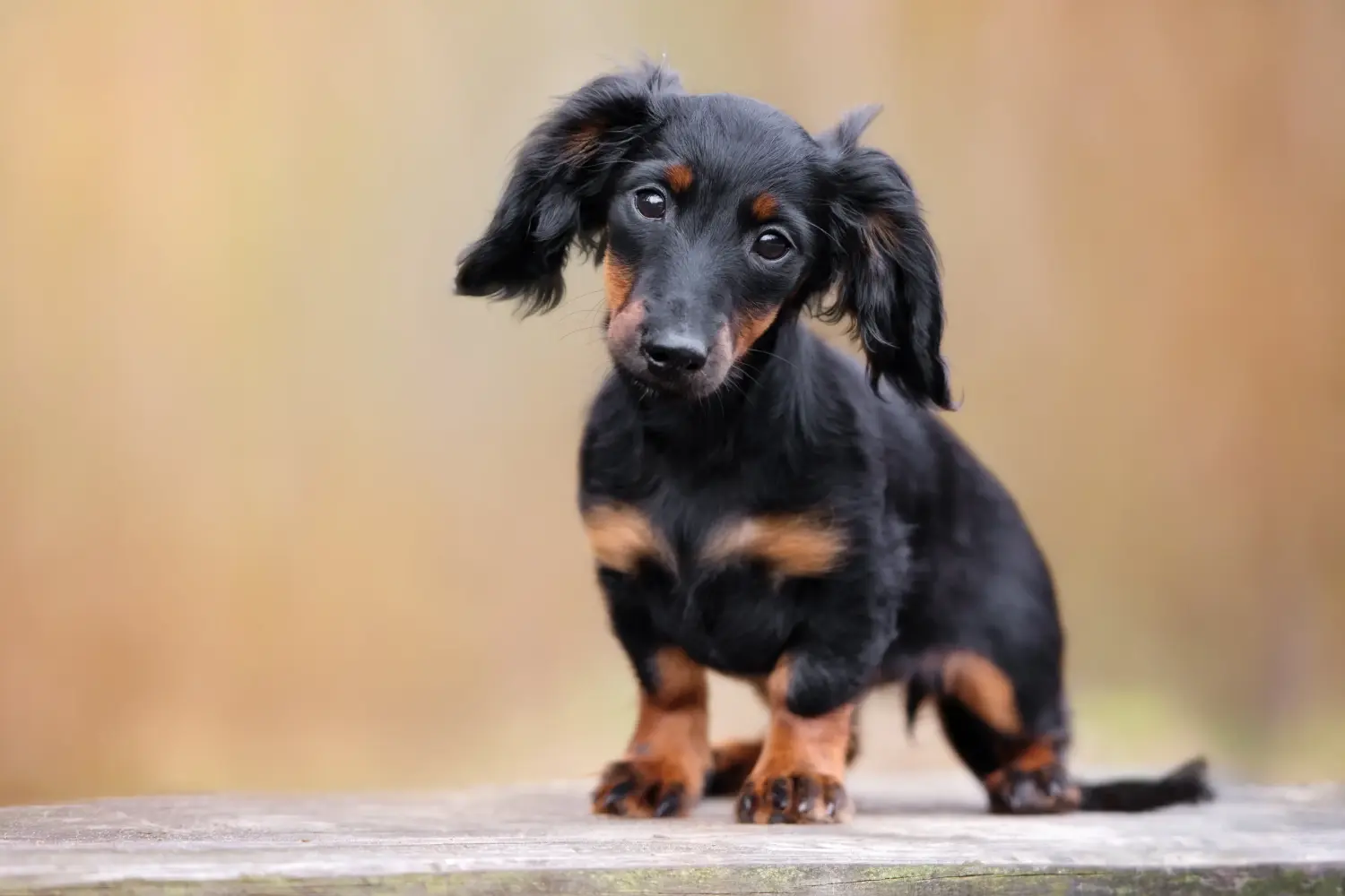 Bir Dachshund yavrusu satın almak sorumluluk almak demektir! Dachshund yavrusu satın al.
