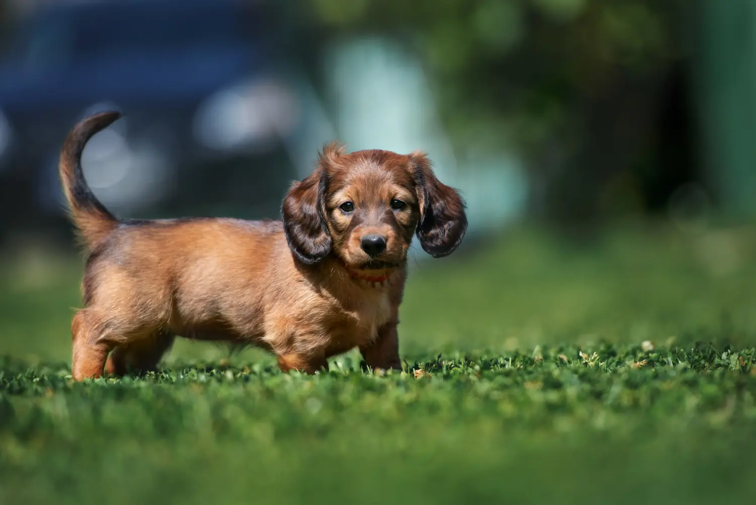 Bir Dachshund yavrusu satın almak sorumluluk almak demektir! Dachshund yavrusu satın al.