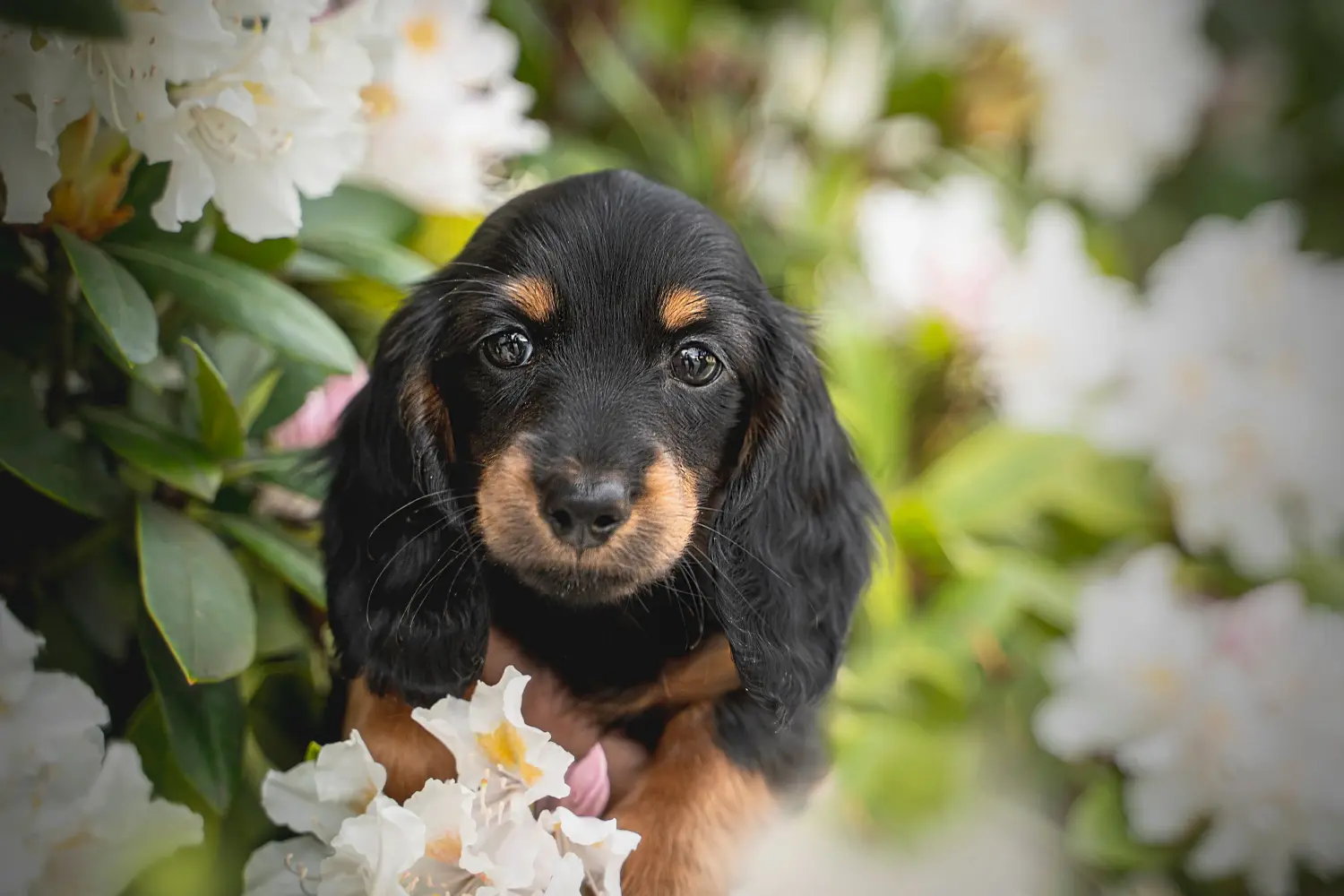 Bir Dachshund yavrusu satın almak sorumluluk almak demektir! Dachshund yavrusu satın al.