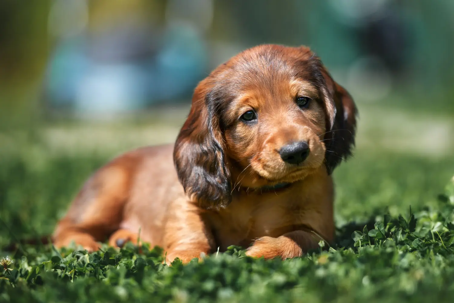Bir Dachshund yavrusu satın almak sorumluluk almak demektir! Dachshund yavrusu satın al.